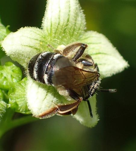 Andrena (dorsata-propinqua)